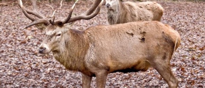 die Jagd