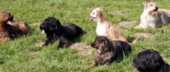 Hundesport