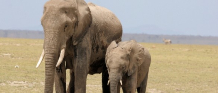 die gefährliche Ware Elefant