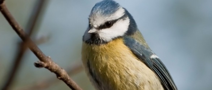 Vögel
