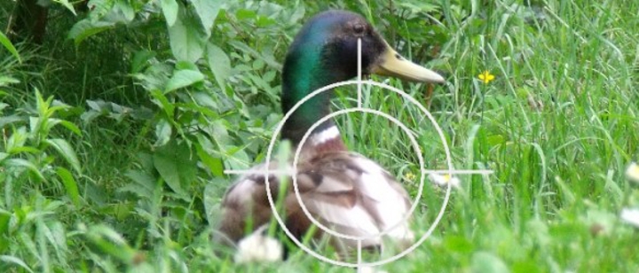 Jagdfieber – wenn Töten Spaß macht