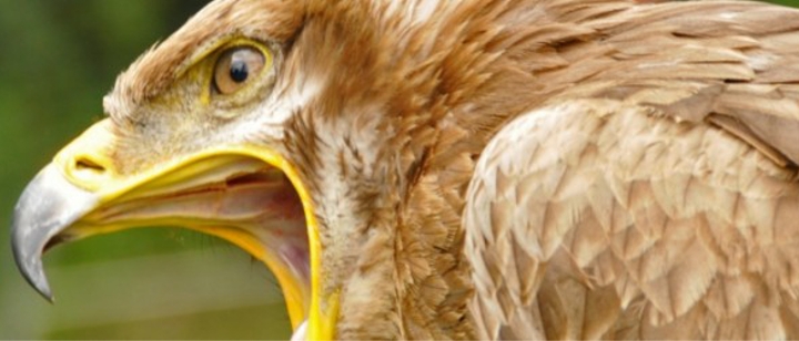 Giftanschläge auf Greifvögel Giftanschläge auf Greifvögel