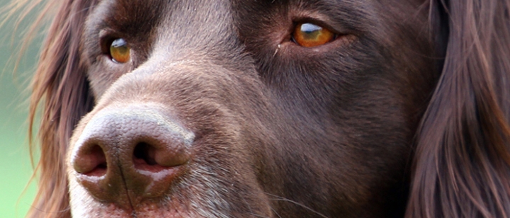 der Jagdgebrauchshund