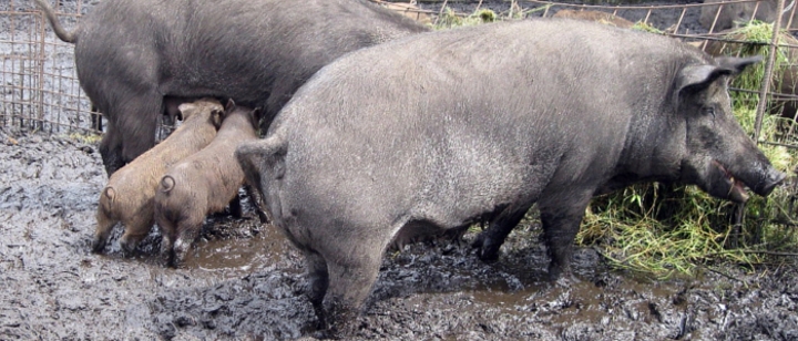 das Dreckschwein