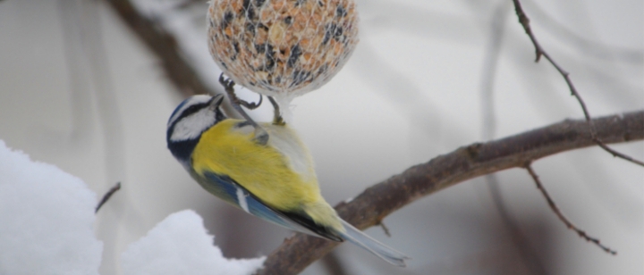 Singvögel im Winter