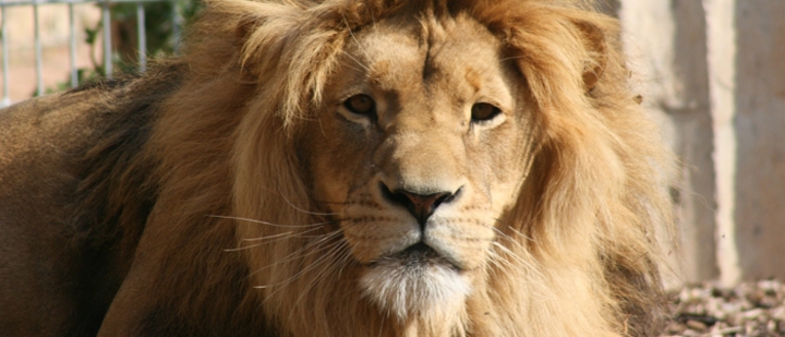 das Leid der Wildtiere im Zirkus