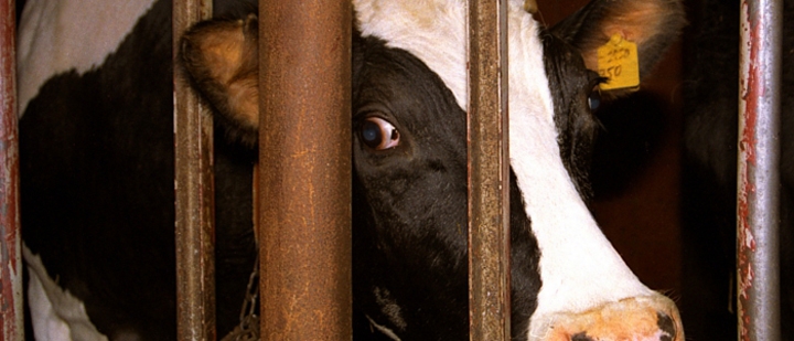 Fleisch muss teuer werden – Fleischsteuer sinnvoll?!