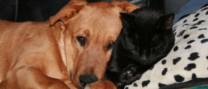 vegane / vegetarische Ernährung für Hunde und Katzen?!