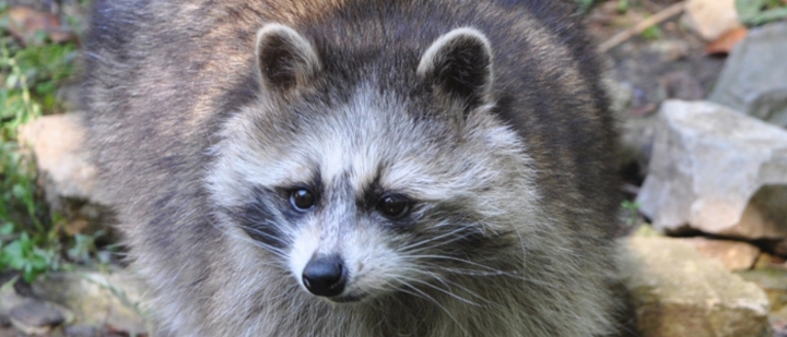 der Waschbär