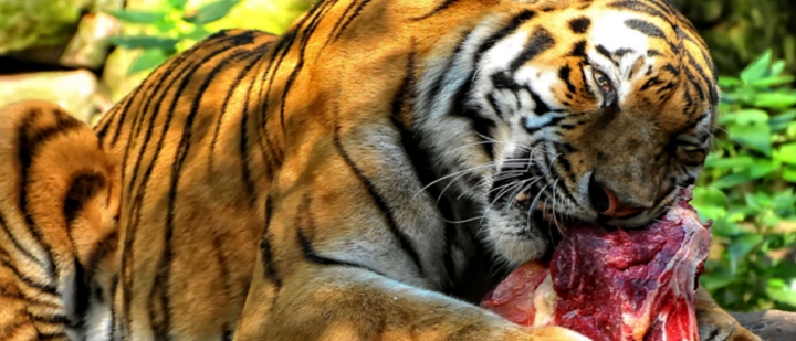 die Akte Altai – Tigerdrama im Kölner Zoo