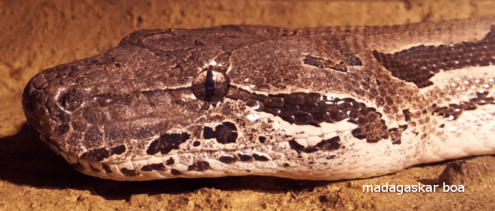 der Tigerpython der Tigerpython