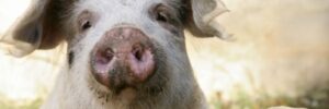 Mastschwein schaut in Kamera