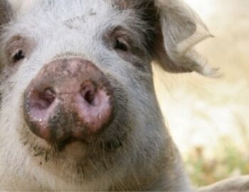 Mastschwein schaut in Kamera