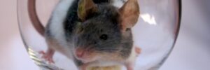 Maus im Glas