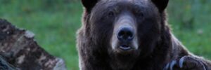 Braunbaer schaut in Kamera