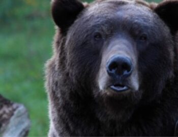 Braunbaer schaut in Kamera