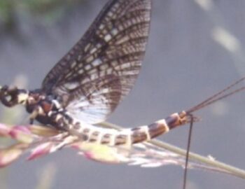 Eintagsfliege auf Blume