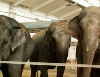 drei eingesperrte Elefanten