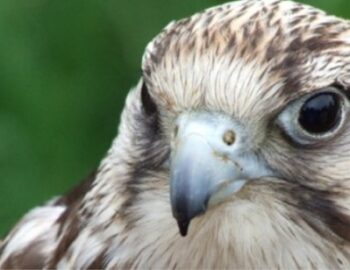 Gesicht eines Falken