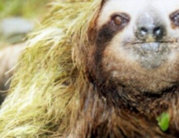 Faultier blickt in Kamera