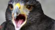 Greifvogel mit offenem Schnabel