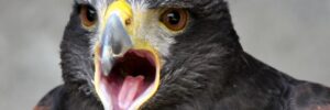 Greifvogel mit offenem Schnabel