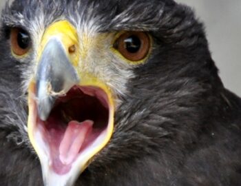 Greifvogel mit offenem Schnabel