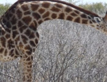 Giraffe im Gestruepp