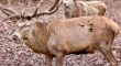 Hirsch im Wald