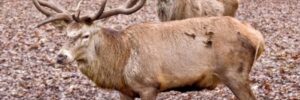 Hirsch im Wald