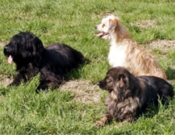 mehrere Hunde auf einer Wiese