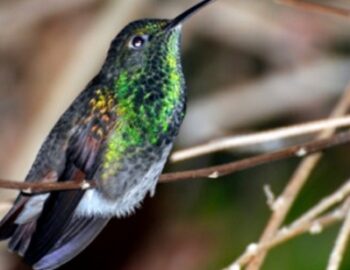 Kolibri auf einem Ast