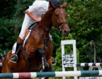 Springpferd mit Reiter