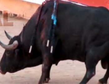 ein gequaelter Stier