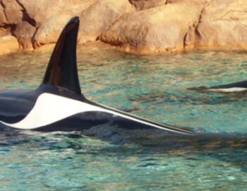 Zwei Orcas im Wasser