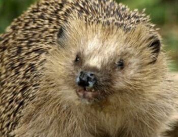 Igel blickt zur Seite