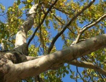 Aeste eines Riesenmammutbaums