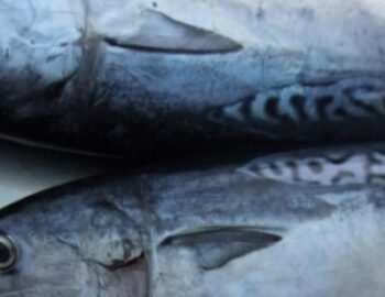 tote Fische auf dem Tisch