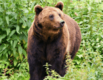 Braunbaer vor Brennesseln
