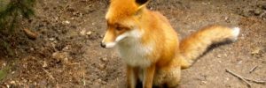 Fuchs sitzt auf dem Boden