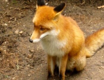 Fuchs sitzt auf dem Boden