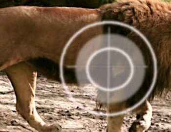 Loewenmaennchen im Fadenkreuz