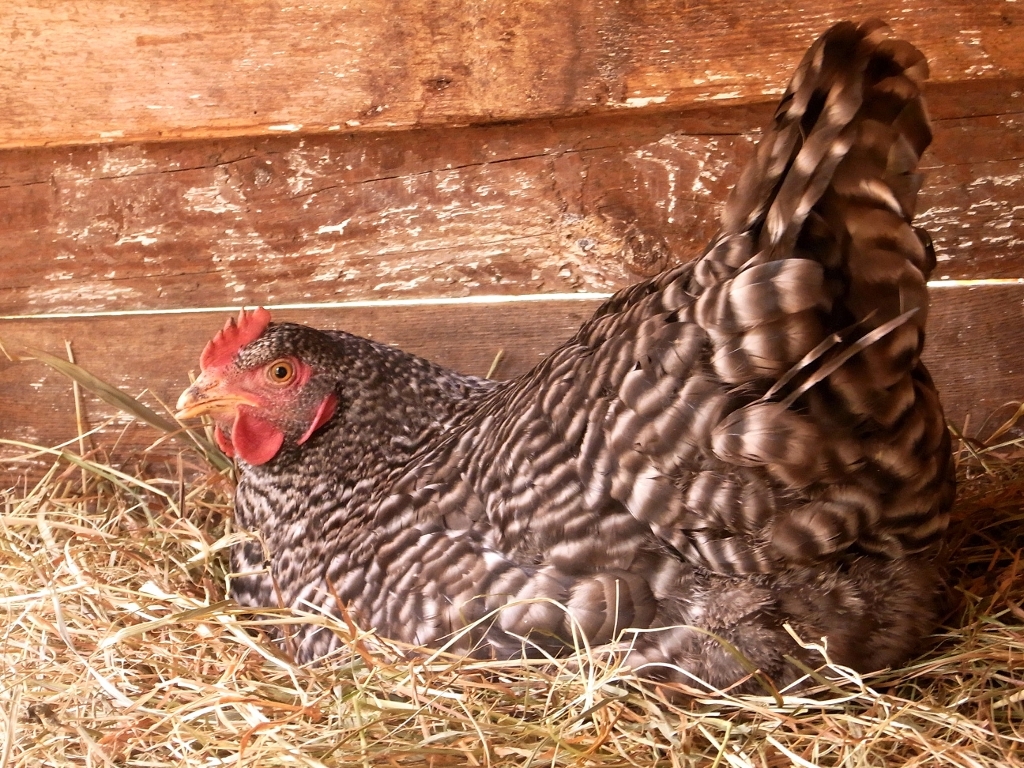 legendes Huhn Henne im Stroh