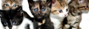 junge Katzen
