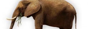 erwachsener Elefant