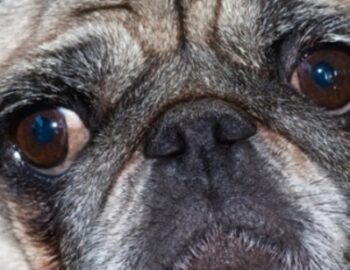 Mops Gesicht