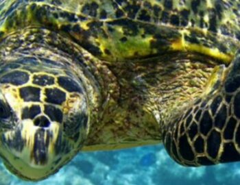 Wasserschildkroete im Meer