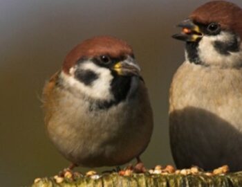 zwei Spatzen