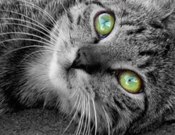 Katze mit gruenen Augen