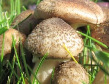 Pilze auf einer Wiese